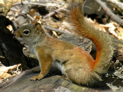 Squirrel