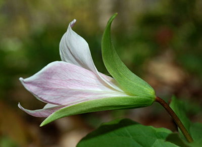 Blooming