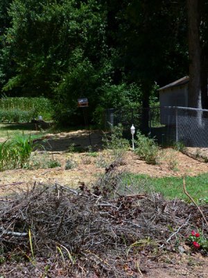 brush pile in front of bfly garden.jpg
