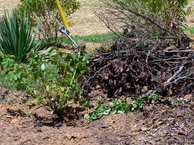 candyland climbing rose and brushpile.jpg