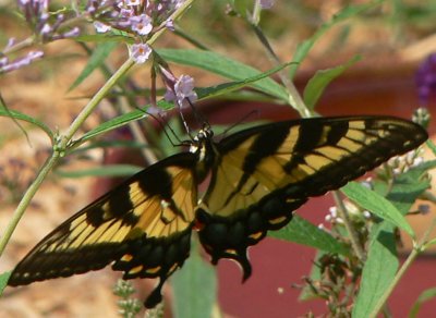 georgia bfly close-up.jpg