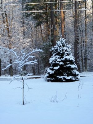 front yard.JPG