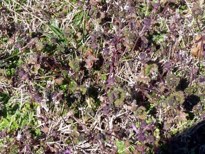 weeds.JPG