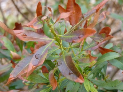 wax myrtle.JPG