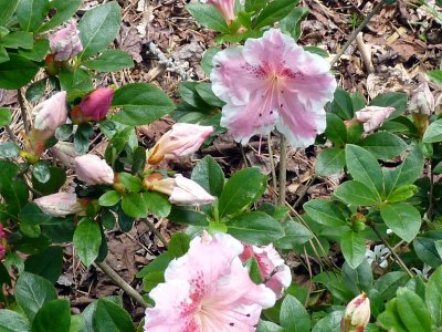 front yard azaleas.jpg
