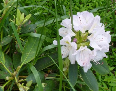 rhodo.jpg