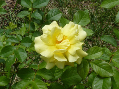 rose 1.jpg