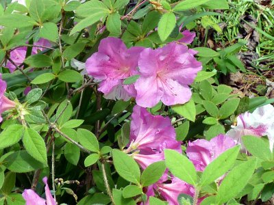 still same azaleas.jpg