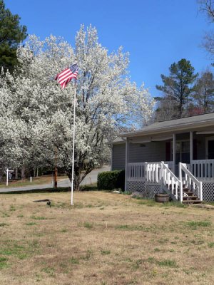 flagpole and bradford pear.jpg