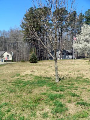 front yard before I did anything at all.jpg