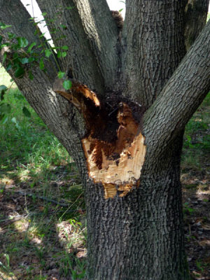 The Demise of the Bradford Pear