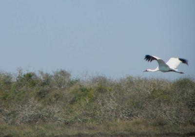 g3/63/23763/3/55538089.flying3.jpg