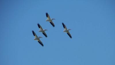 white pelicans 1.jpg