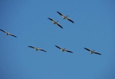 white pelicans 3.jpg