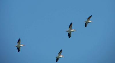 white pelicans 4.jpg