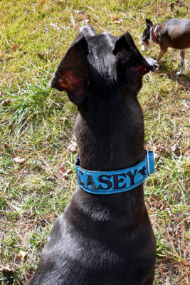 casey collar.jpg