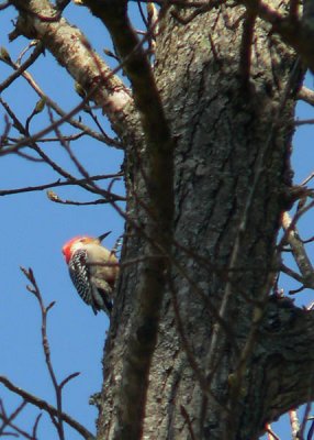 woodpecker in sweetgum.jpg