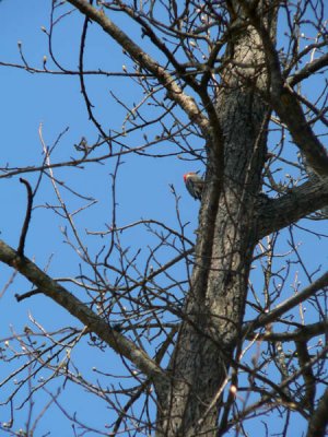 woodpecker - no crop.jpg