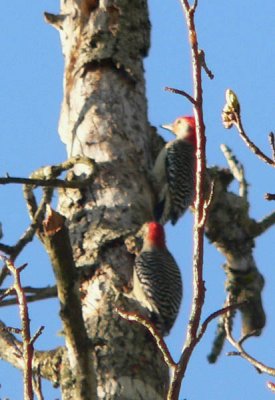 woodpecker pair.jpg