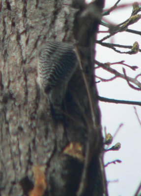 rare headless bird.jpg