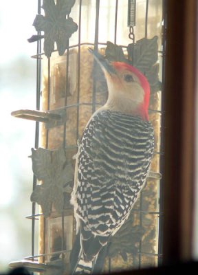 woodpecker at feeder.jpg