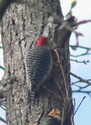 woodpecker.jpg
