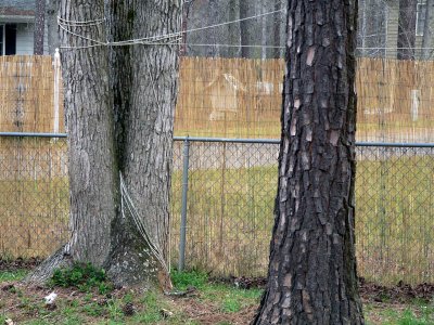 reed fence 2.jpg