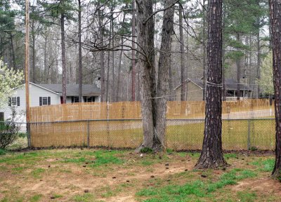 reed fence.jpg