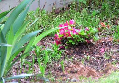 azalea under window seat.jpg