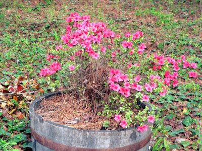 azaleas in bloom.jpg