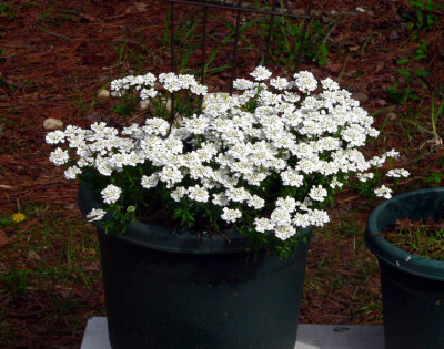 container plant 2.jpg
