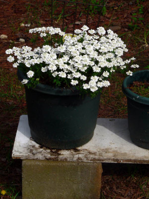 container plant.jpg