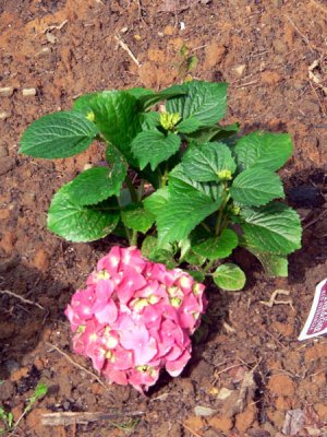 hydrangea.jpg
