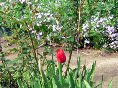 legacy tulip.jpg