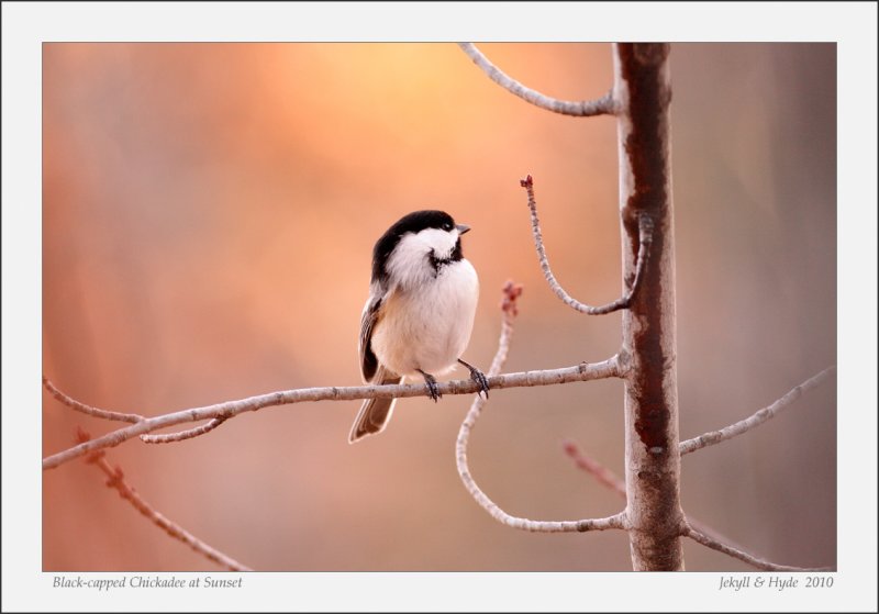 Black-capped Chickadee at Sunset