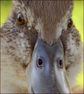g3/63/255963/3/53621182.MadDuck.jpg