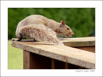 Squirrel