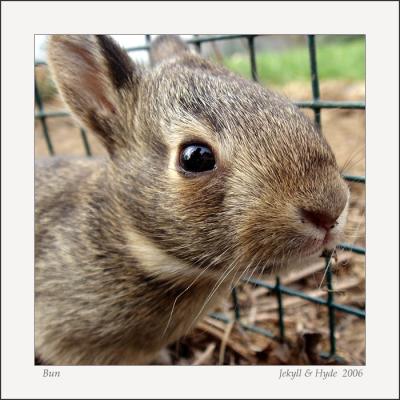 Bun