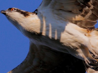 Osprey 100 percent_b