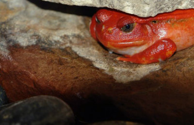 tomato-frog1_edit.jpg