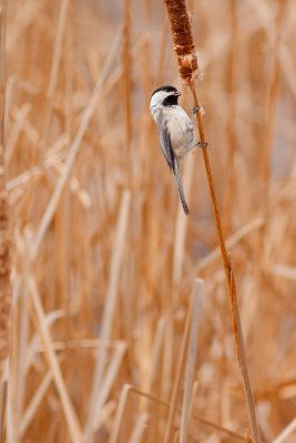 Chickadee_resized