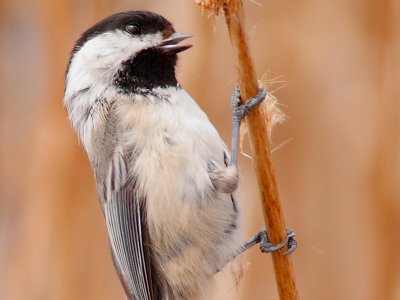 Chickadee_100%crop