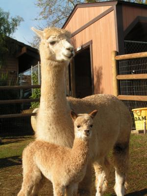 g3/63/295863/3/58113502.alpaca.3.29.06152.comp.jpg