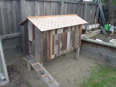 The new coop- made from old fence boards, total cost, $14.00 (for hinges and latches)