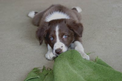 tugging on a towel @ 8 weeks