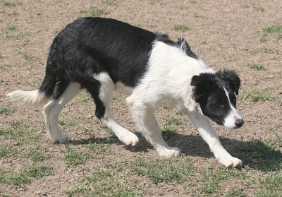 Ben working at 5 months old