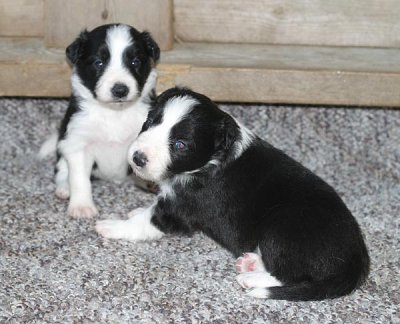 B&W males 3wks