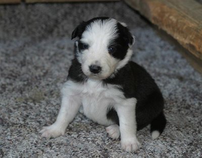 female1 3wks