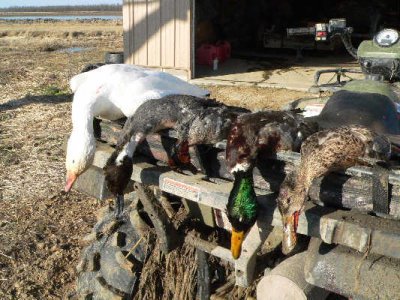 duck hunting in Corning, Arkansas  12/09