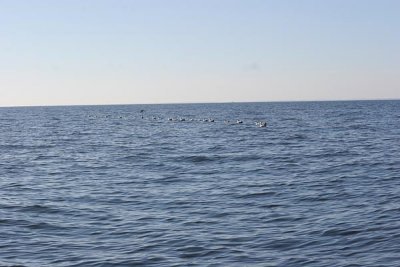 Maryland Sea Duck hunt - Jan 2010